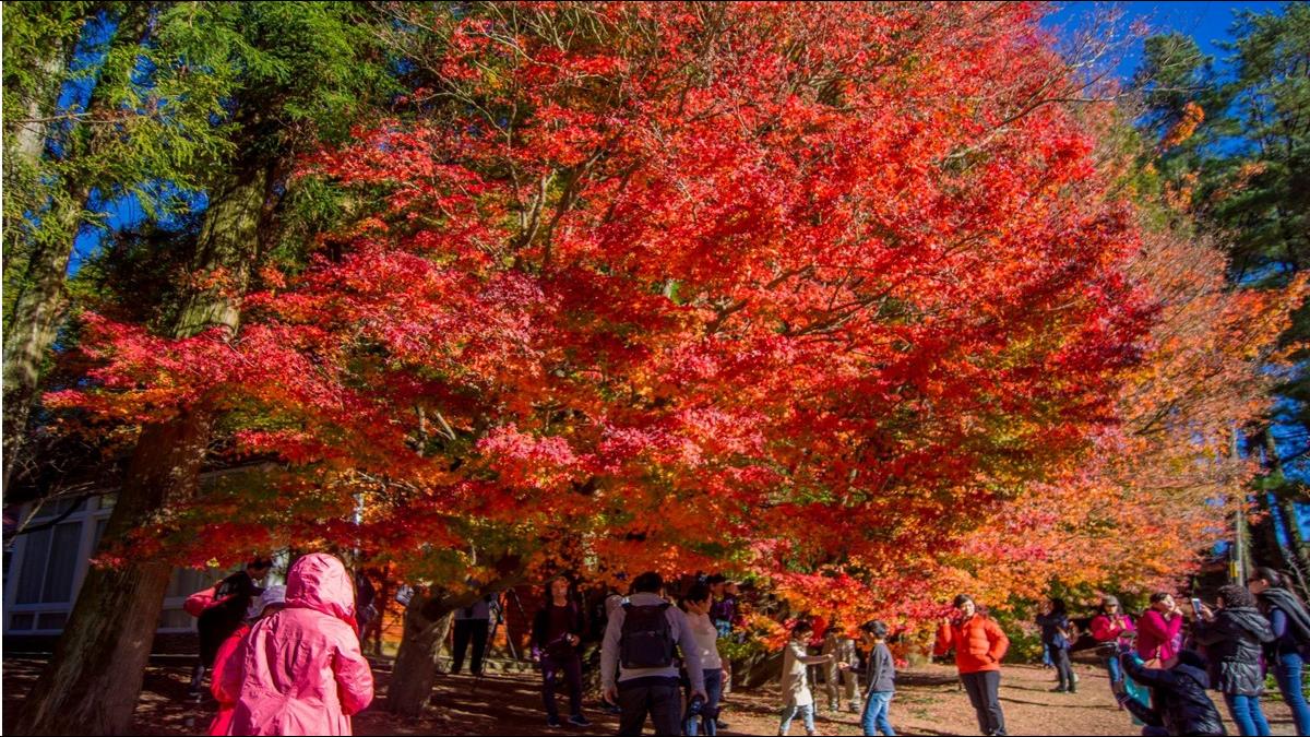 【懶人包】台灣5大楓紅在這!楓況情報整理 賞楓何必去日本?