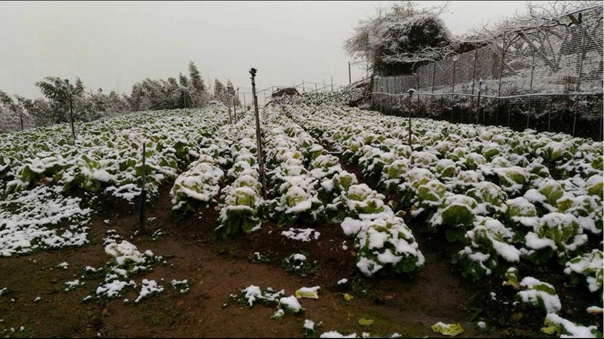 「民眾瘋追雪、農民心淌血」 拉拉山雪融後 高麗菜恐爛