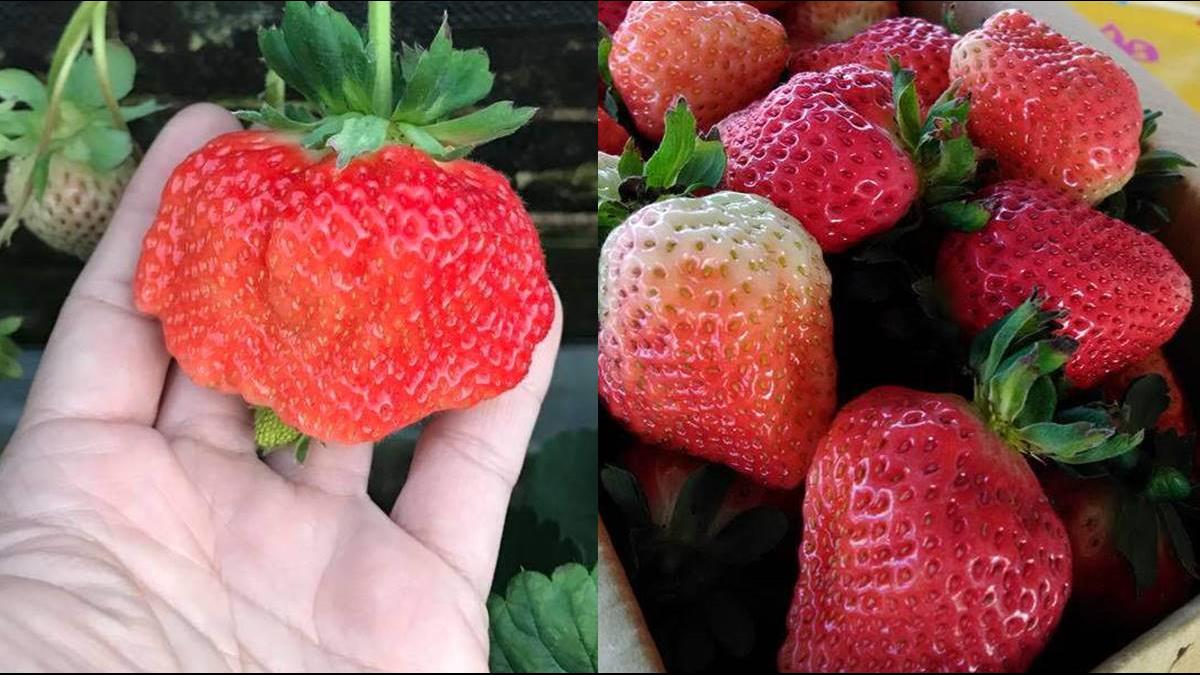 草莓季不當冤大頭 教你一秒辨認香甜草莓