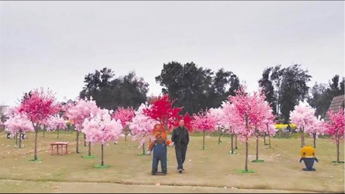 「真櫻花謝了、塑膠花替代」230元賞到假花 網怒喊:退費