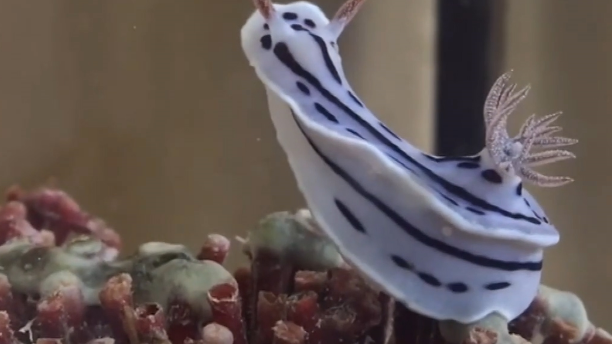 記憶移植？ 美科學家成功轉移蛞蝓記憶