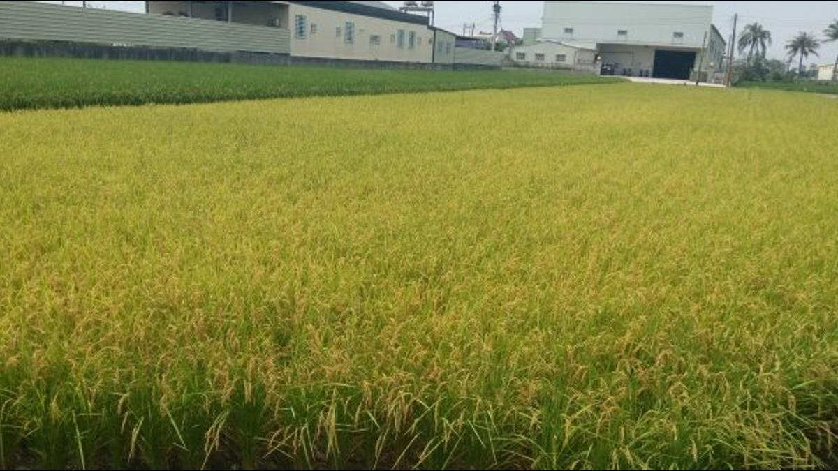 自己人相害?颱風還沒來農民搶割濕穀 預期心理導致糧價狂跌