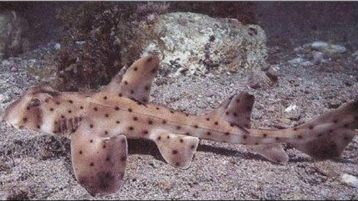 美水族館離奇案件 竊賊用嬰兒車偷走虎鯊