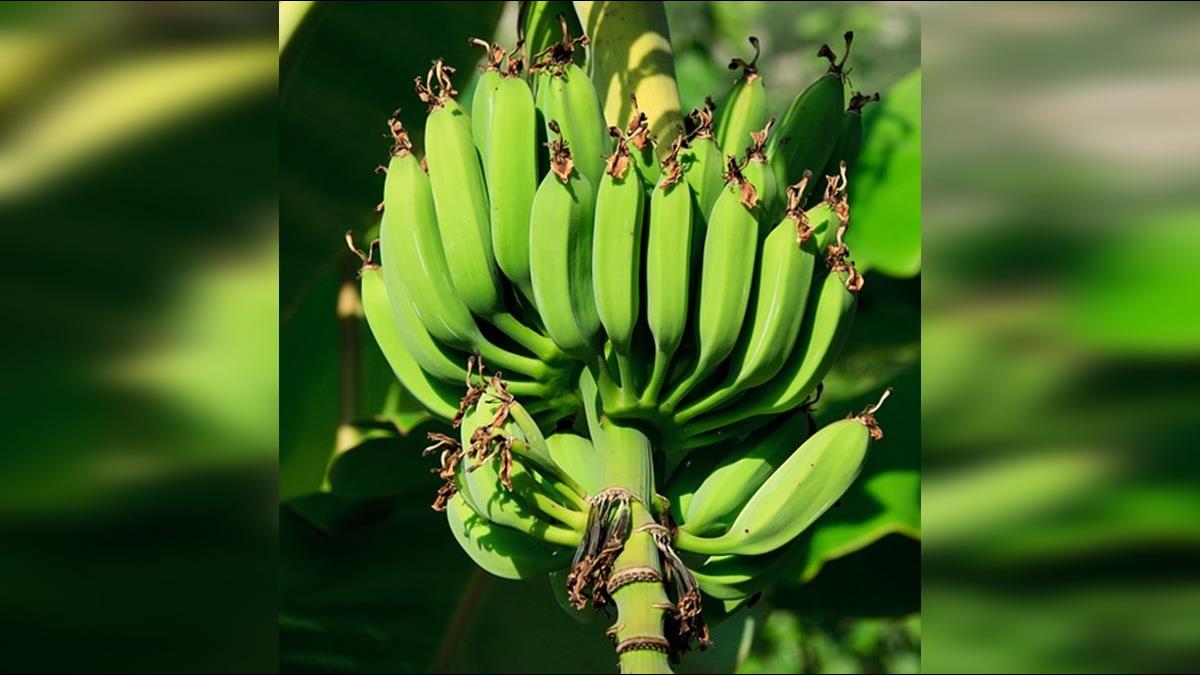 「綠皮生香蕉」9優點曝光！還可預防這2大癌症？