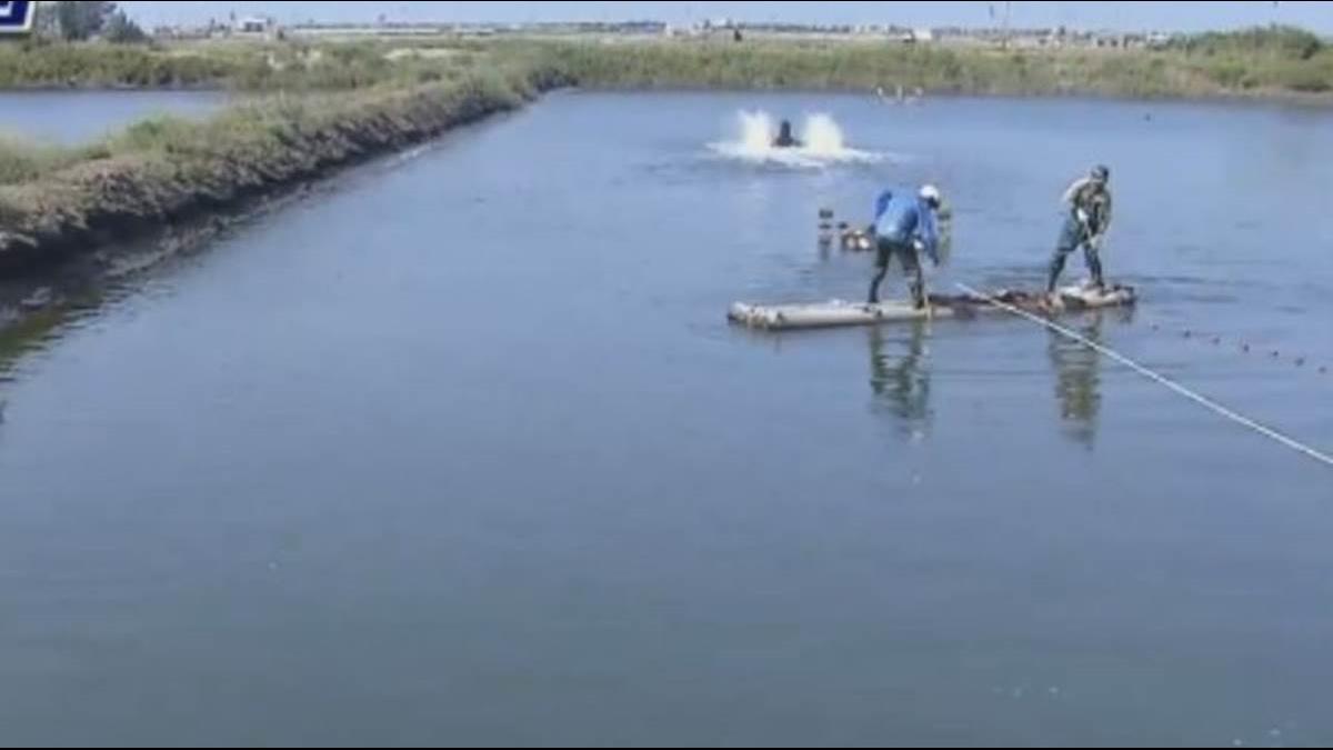 石斑魚為何能貴上鱸魚2倍多？行家爆關鍵因素