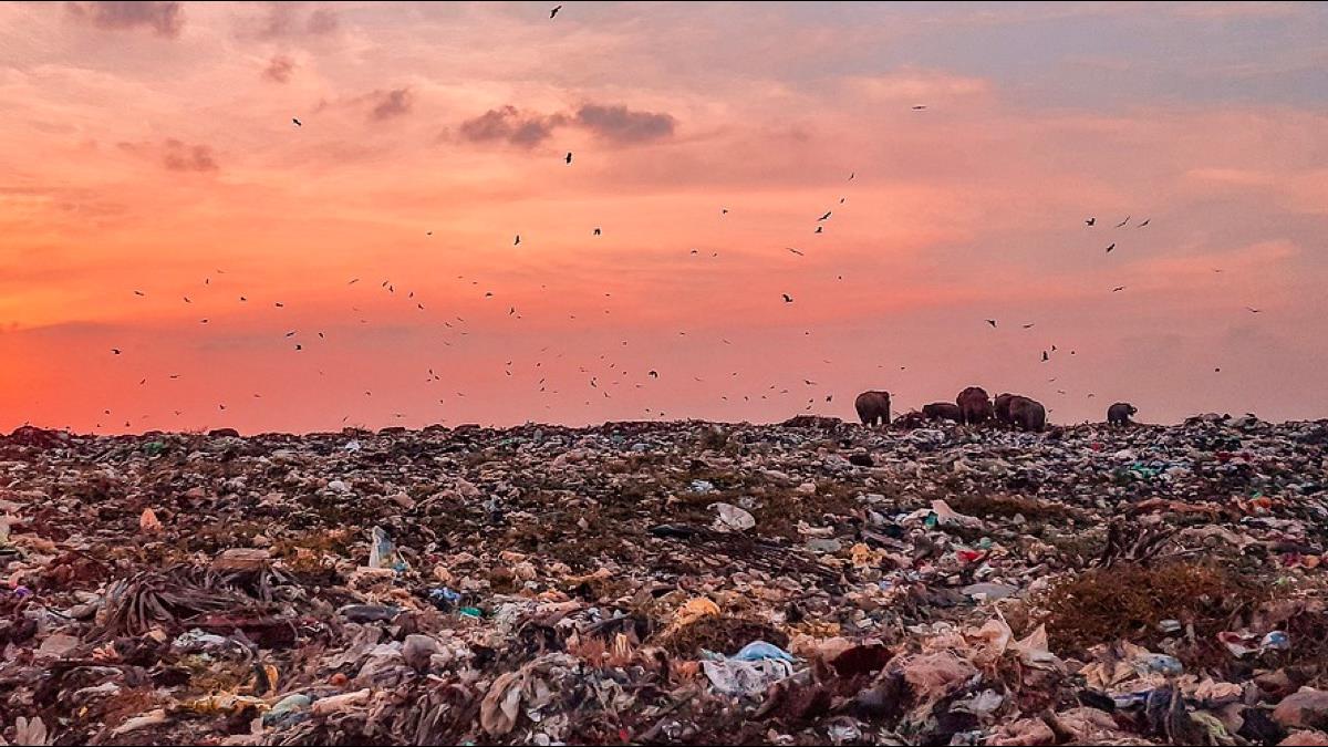 大象悲歌！飢餓迫於垃圾場覓食 誤食塑料下肚