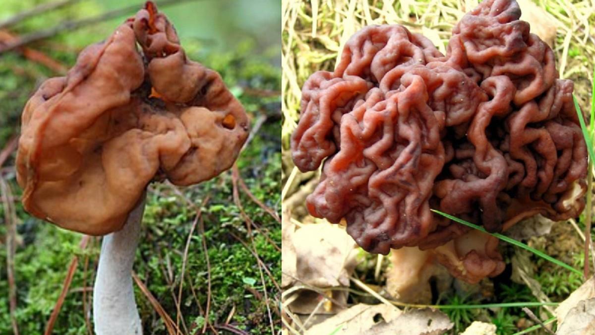 法國小鎮爆「漸凍症」疫情？ 兇手疑是致命毒菇