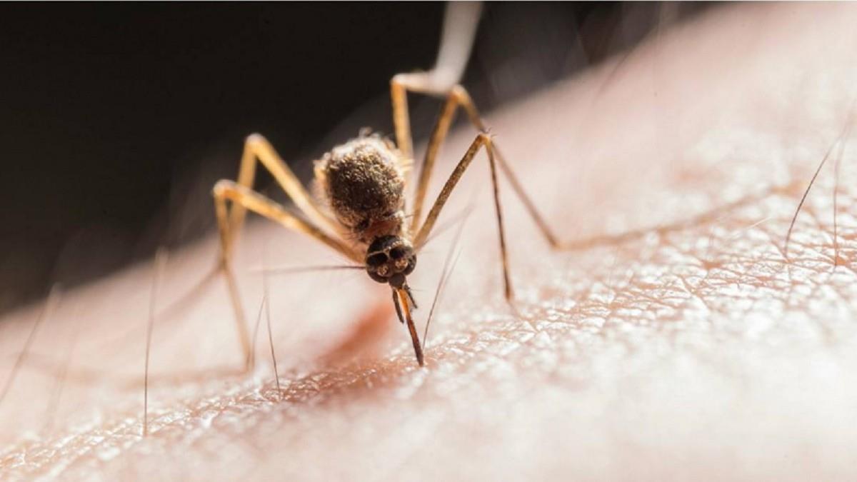 別再當人肉捕蚊燈！5類人成吸血目標 醫曝「防蚊4招」