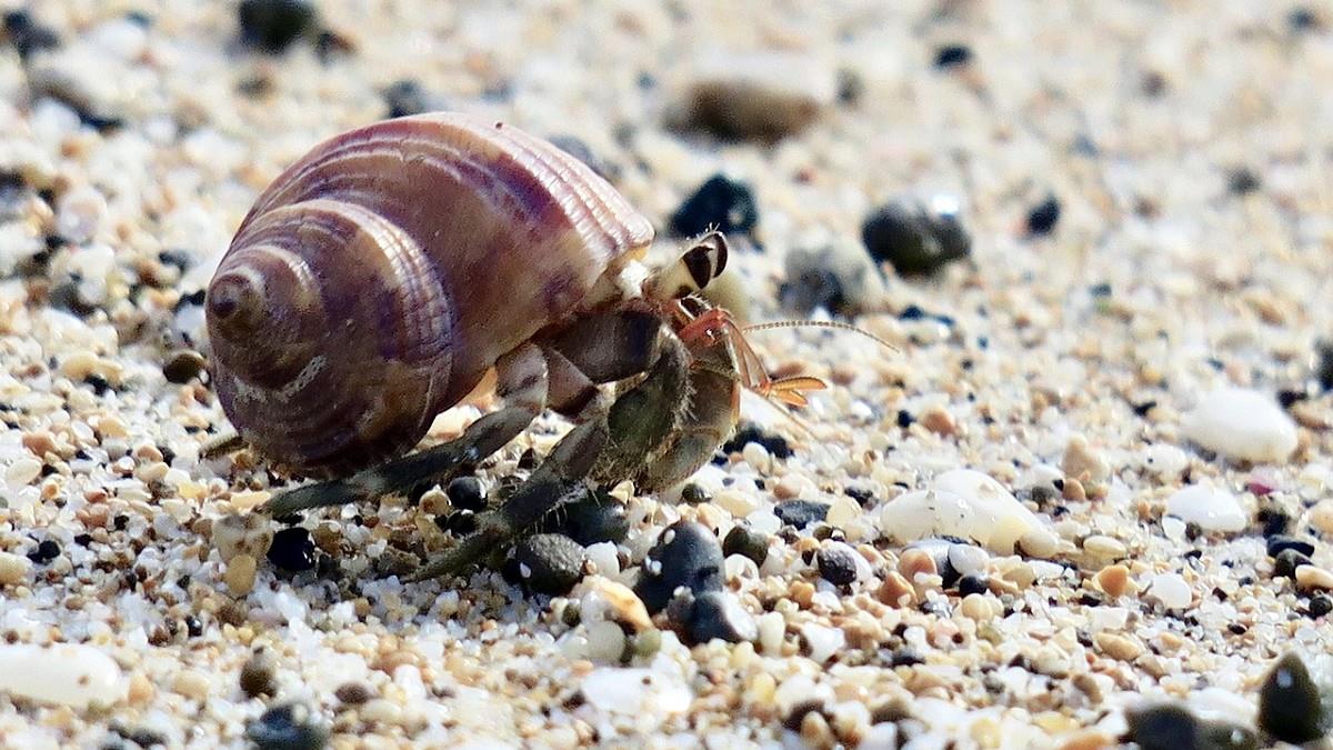 行李箱有異音...日飯店報警逮3中國人 打開驚見3千隻寄居蟹