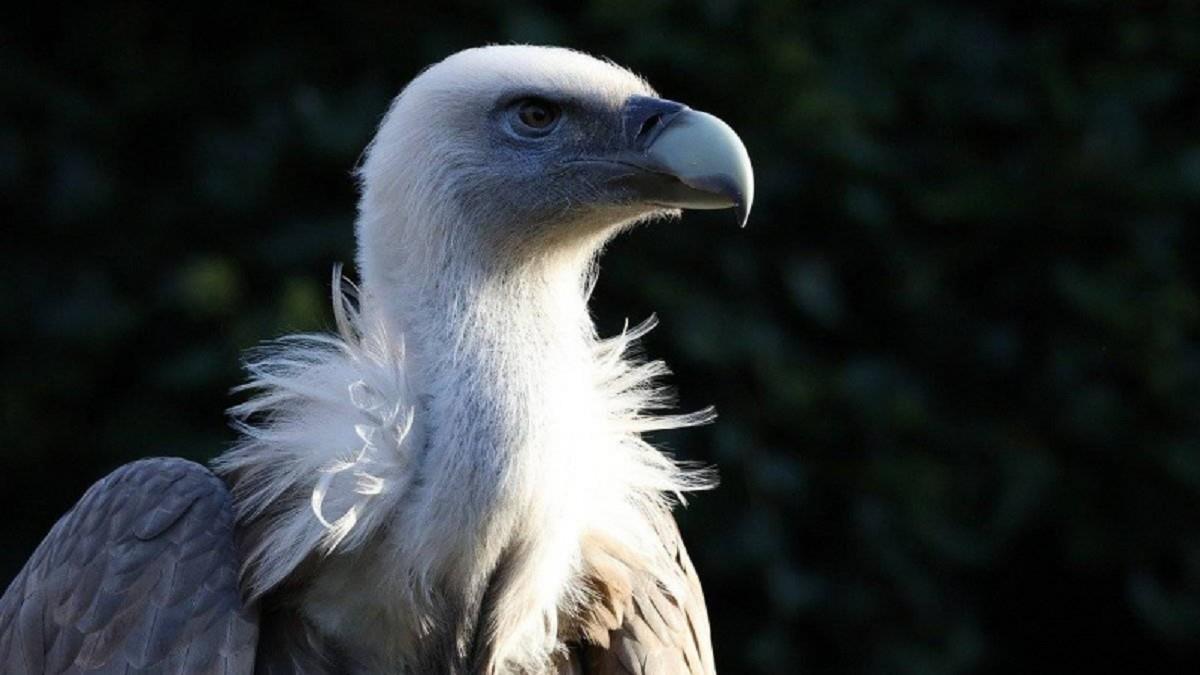 「4生肖」準備翻身！ 6月如有神助財運飆、事業衝