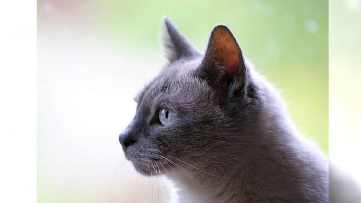 執行長徵助理顧貓！ 每周12小時「年薪500萬」 求職者瘋搶