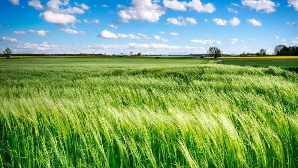 芒種將至！「4生肖」小心血光之災 專家4招化解