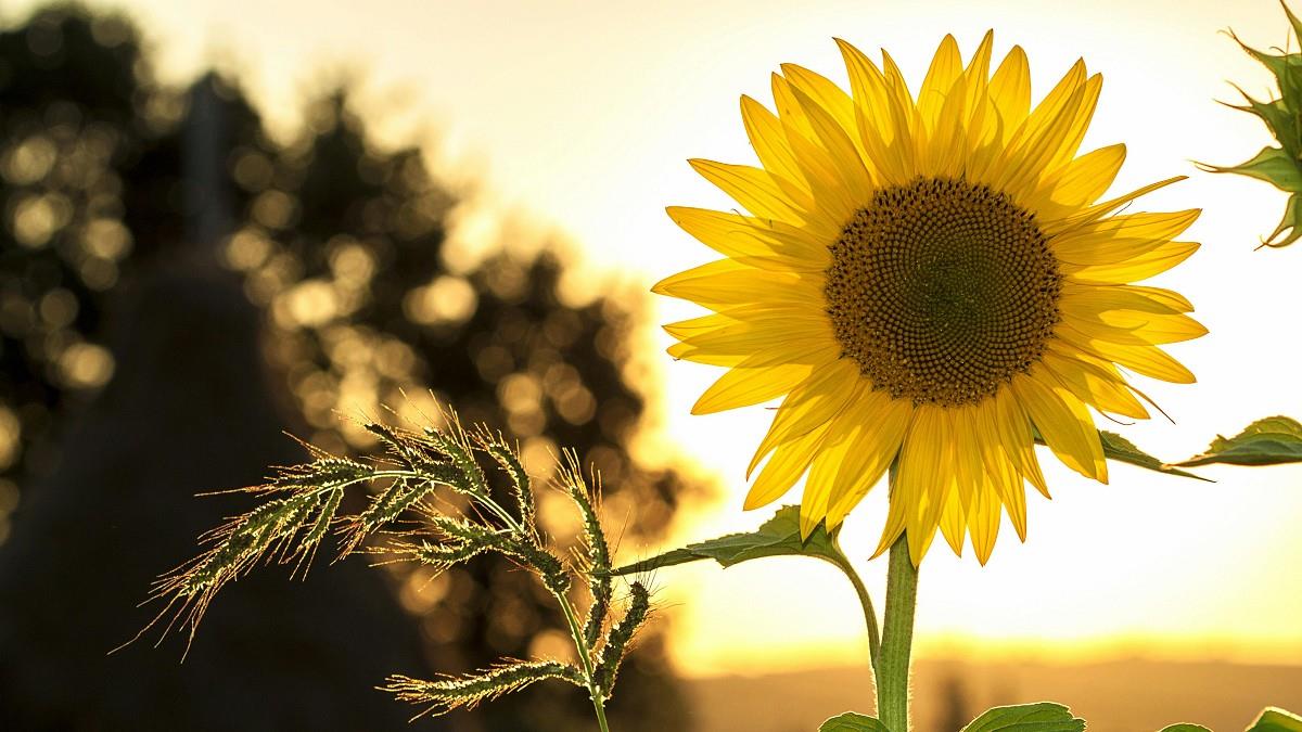 夏至來了！「4生肖」防2疾病 開運養生禁忌一次看