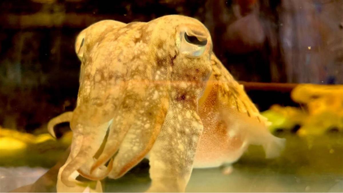 清大實驗室徵才「養花枝、餵烏賊」 網歪樓：哪種好吃？