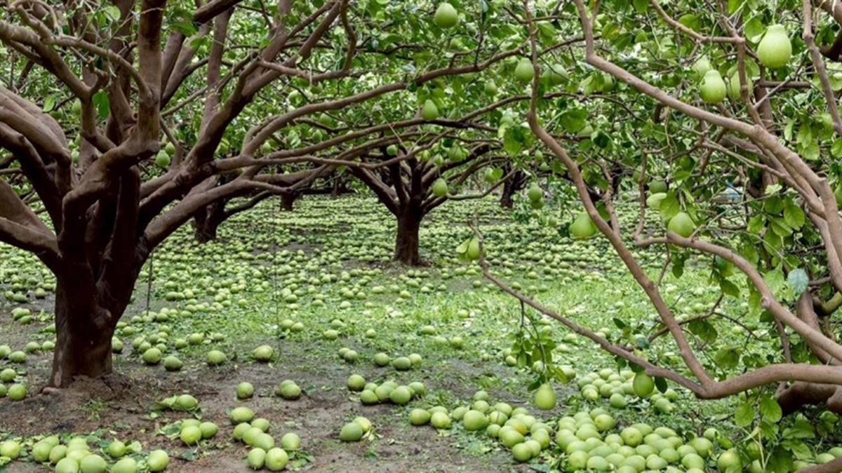 台南麻豆「滿地文旦」產量剩不到1成！ 果農：整年心血全沒了