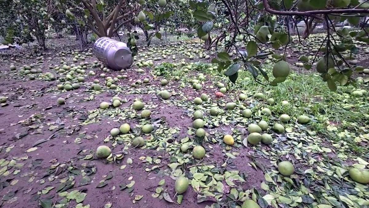 農民快看！颱風丹娜絲釀災損 台糖推租金減免「最多3個月」