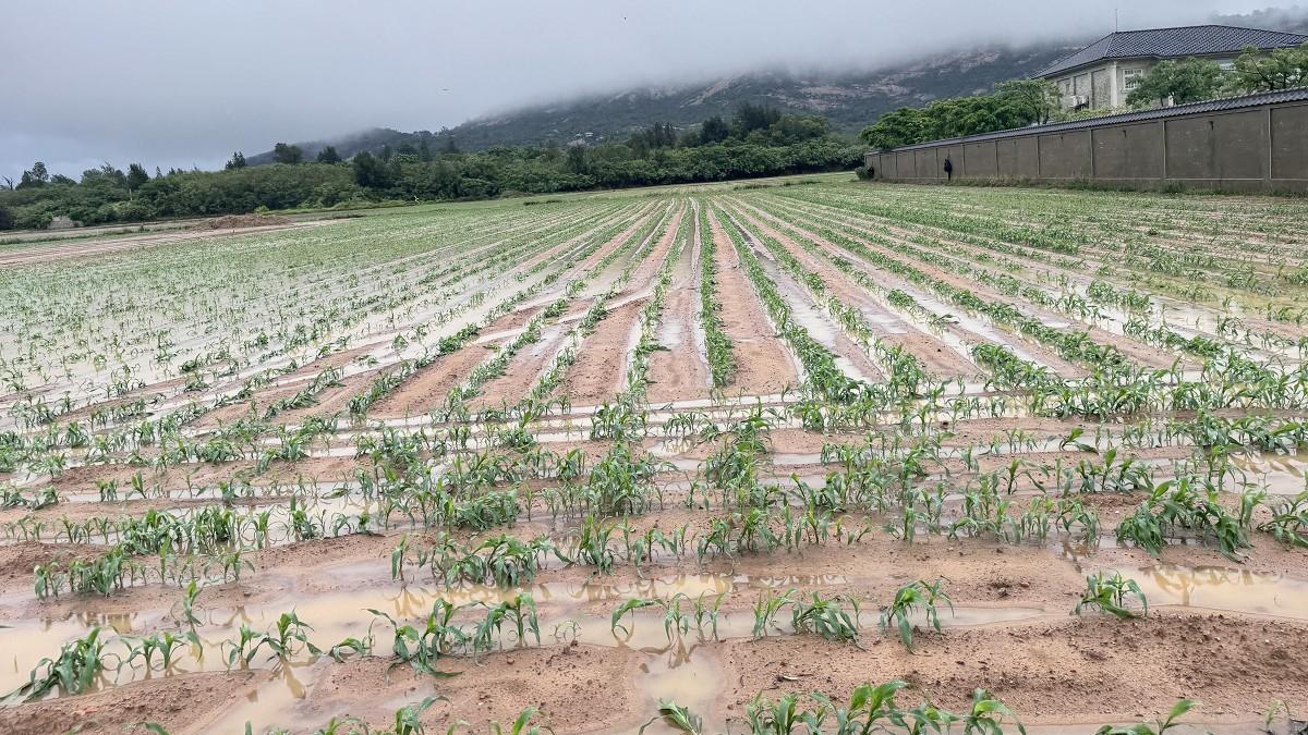 颱風農損逾24億！ 農業部出手了：「天災低利貸」半年免息