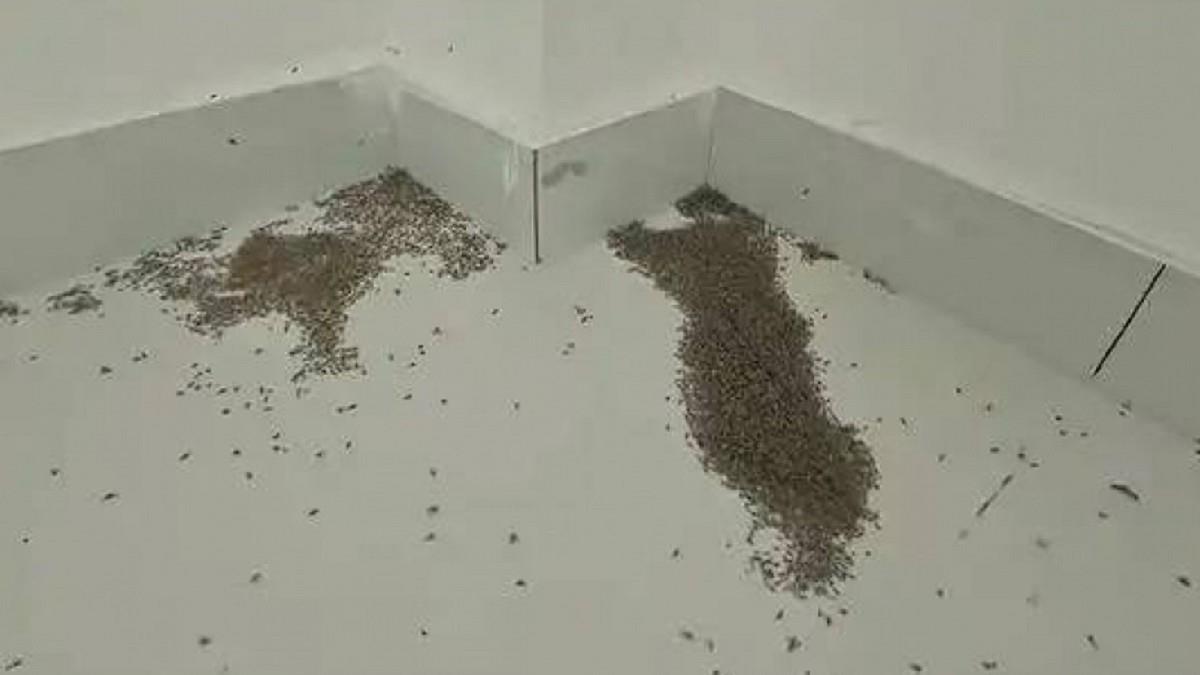 極端熱浪氣溫飆破40℃ 驚見「大量蚊子原地熱死」 專家說話了