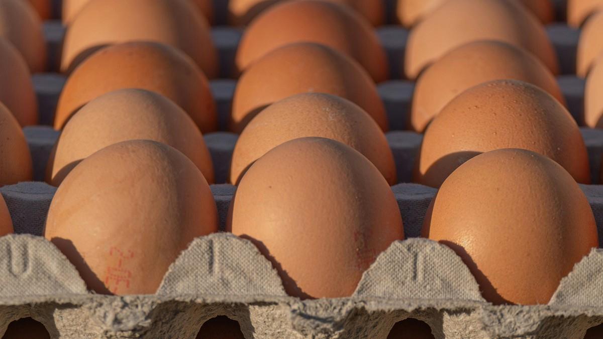 傳為大罷免干預蛋價？ 農業部、蛋商公會說話了
