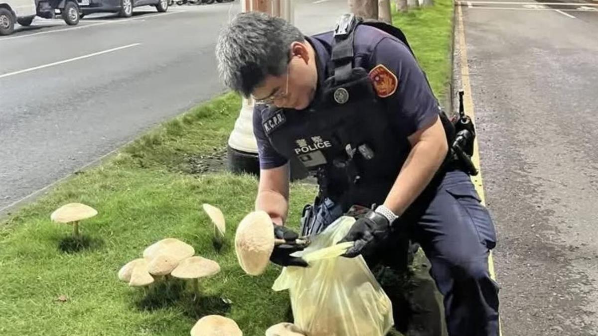 連日豪雨襲高雄 分隔島竟長出大香菇！警方出手「Say菇掰」