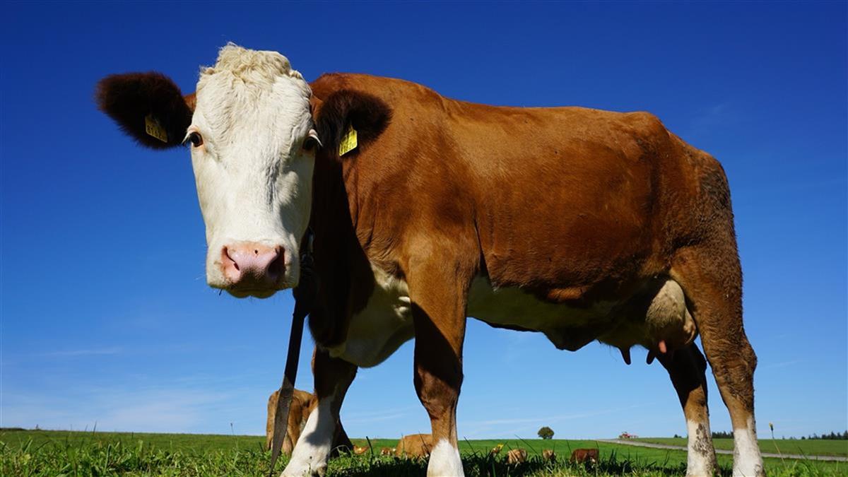 傳放行「萊豬、美牛內臟」換關稅？ 邱泰源回應了