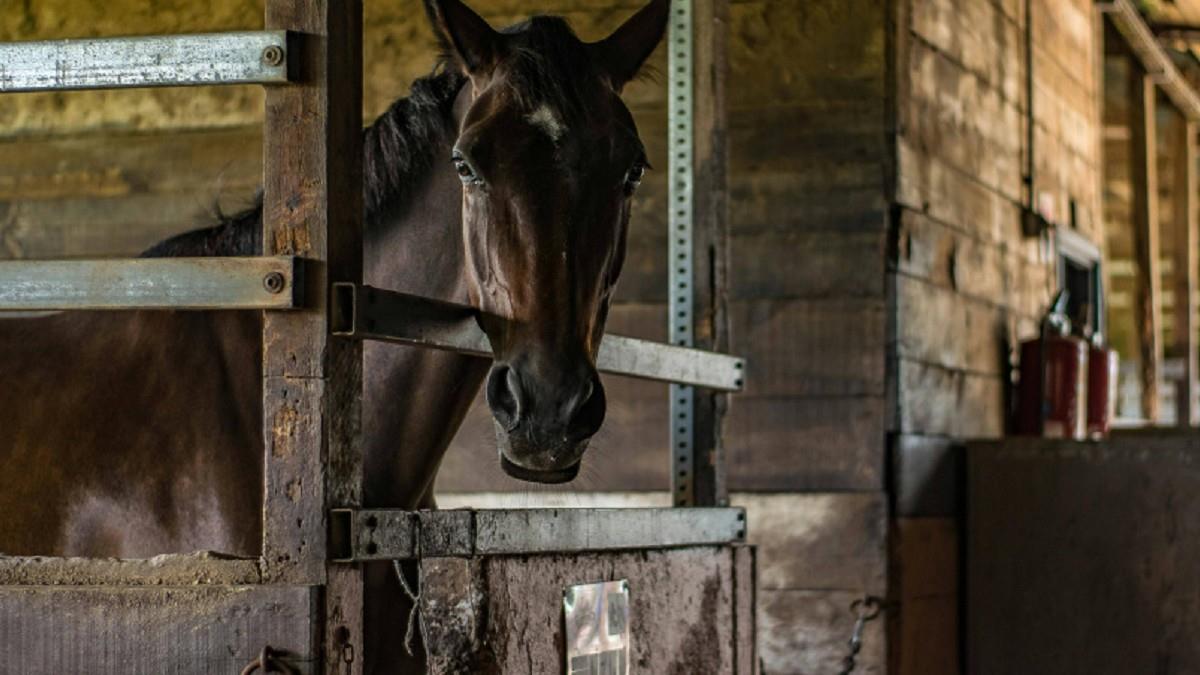 將「女兒的寵物馬」賣給動物園餵獅子 母：最終都會被殺死