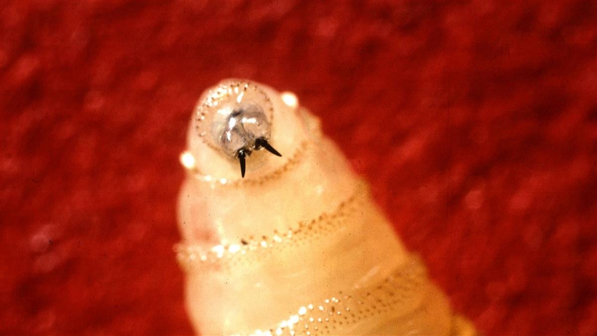 美爆首例人類感染「螺旋蠅蛆病」 嚴重恐遭百蟲啃食致死