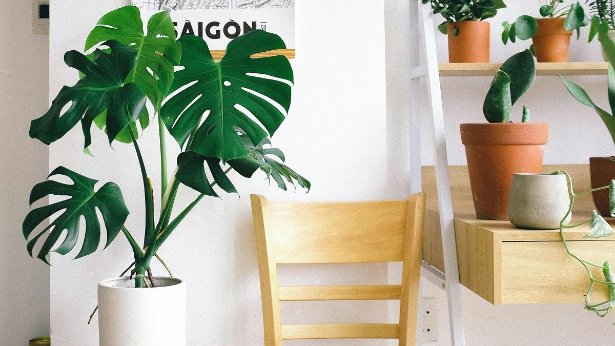 室內高溫不用狂開冷氣！房仲教「3招」：家裡秒變避暑勝地