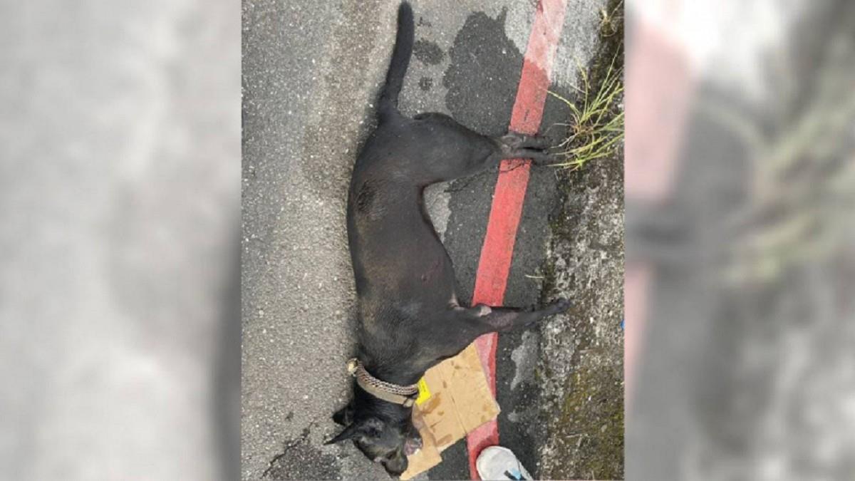 「小黑」遭機車拖行慘死路邊 飼主辯：7年來都這樣