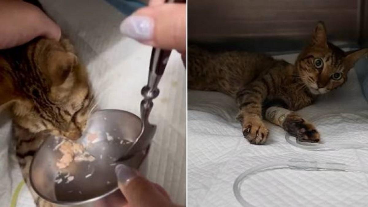 新竹孤老「成白骨」！ 2狗8貓活活餓死 志工搶救見證1奇蹟