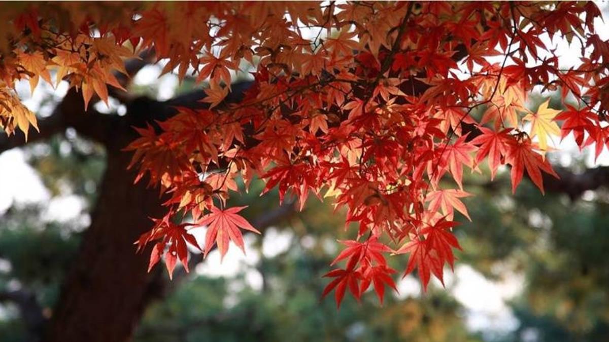 秋分將至！ 「4生肖」當心健康問題 專家曝招財秘方