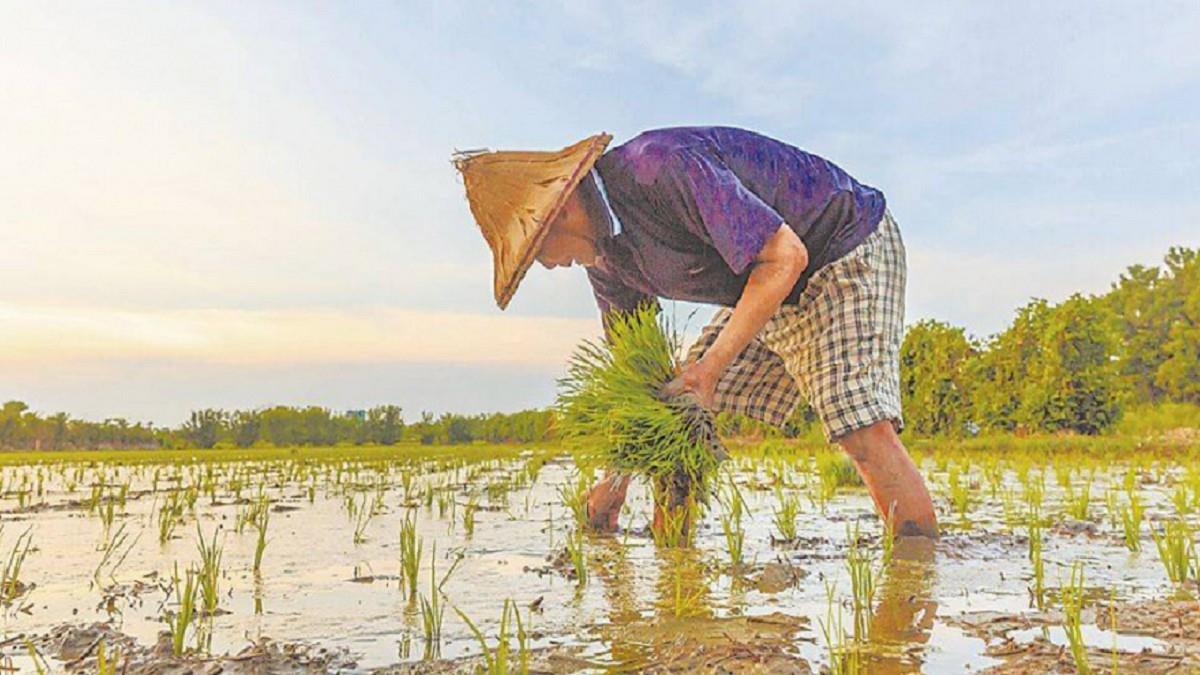 電價要漲了？ 農業電價補貼預算暴增66% 農業部回應了