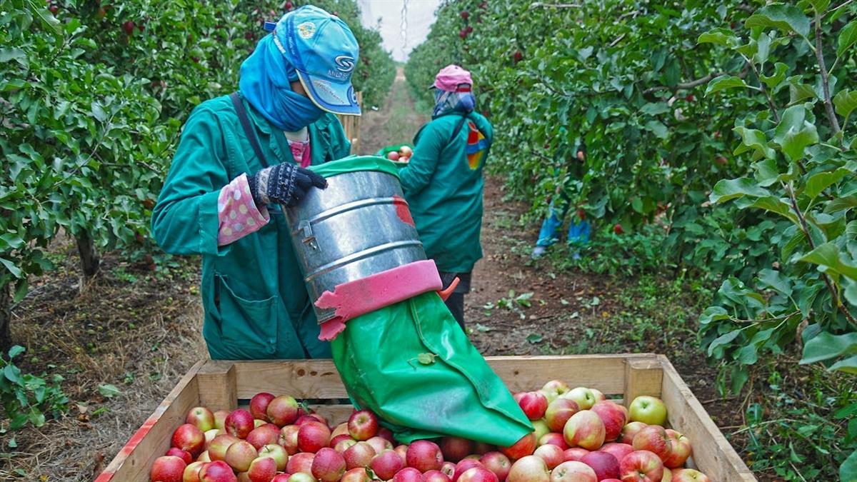 年輕人愛打工度假 他好奇澳洲人怎麼看？ 網曝殘酷現實