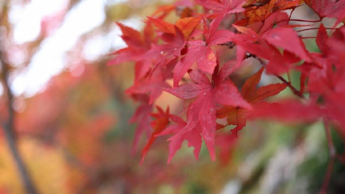 墓星能量轉強！「4生肖」小心漏財 秋分後恐有財務轉折