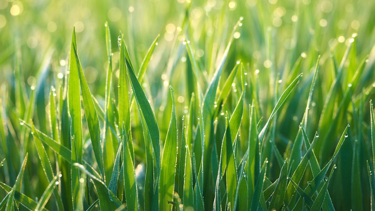 寒露將至！「4生肖」易染病 開運養生、禁忌一次看