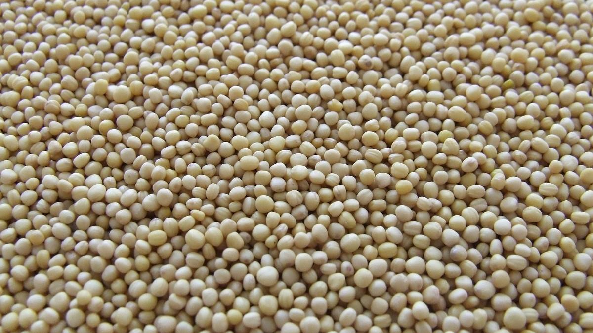 怒控中國「故意不買黃豆」！ 川普揚言：用食用油報復