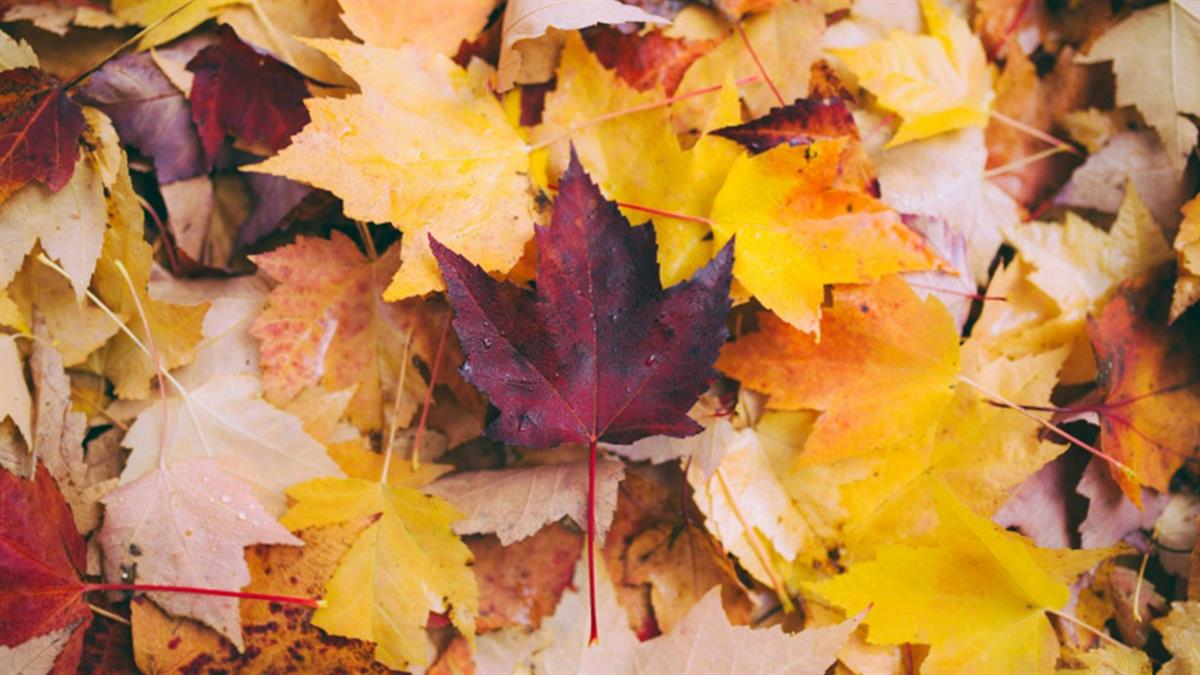 4大凶星逆行「恐衰到明年5月」！ 命理師：大環境無法無天