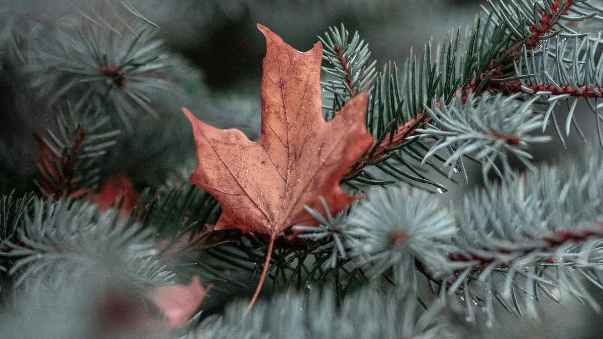 秋冬運勢爆棚！「3星座」財運狂炸 情感事業雙收