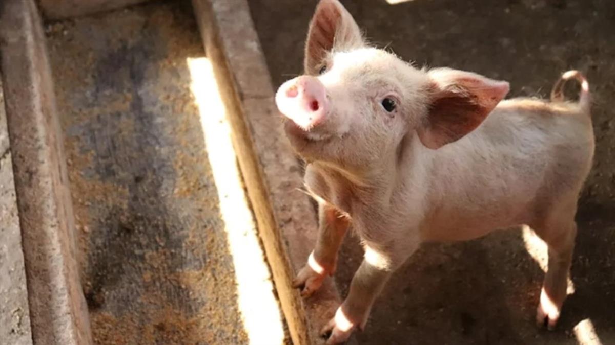 廚餘養豬出大事！ 他怒批「害慘全國」：豬肉短期恐大漲