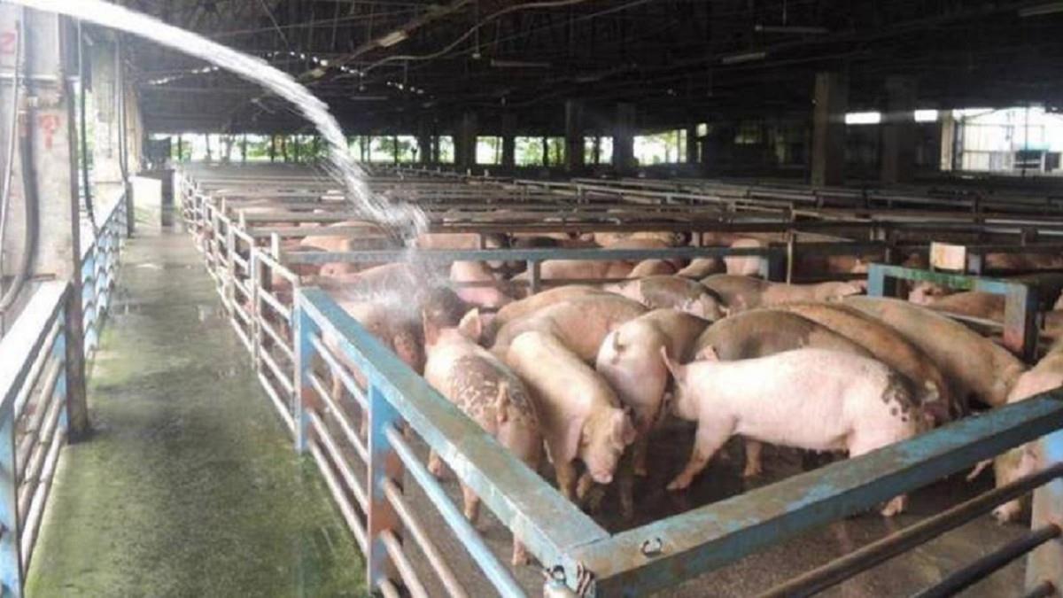 驚爆非洲豬瘟 豬肉還能買？全聯、家樂福、愛買急回應