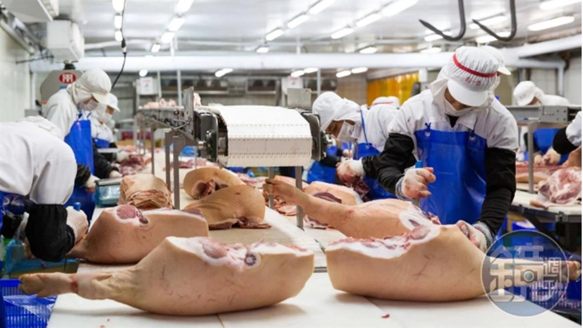 28頭「疫豬」上週已送屠宰 農業局：全力追查