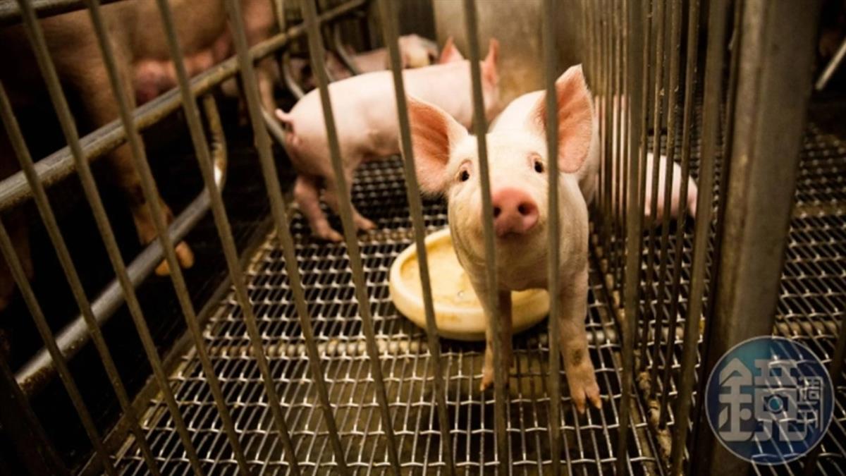 首例非洲豬瘟源頭疑「越南重組病毒株」 9成病毒來自它