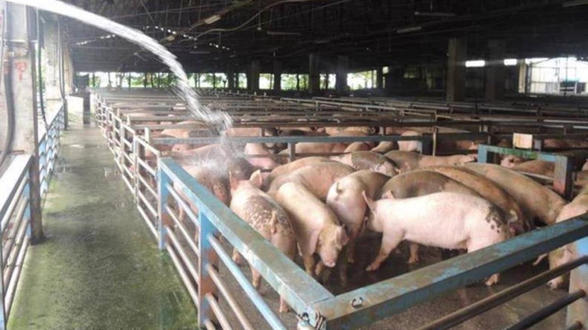 「非洲豬瘟豬肉」吃了會怎樣？ 政府回應了