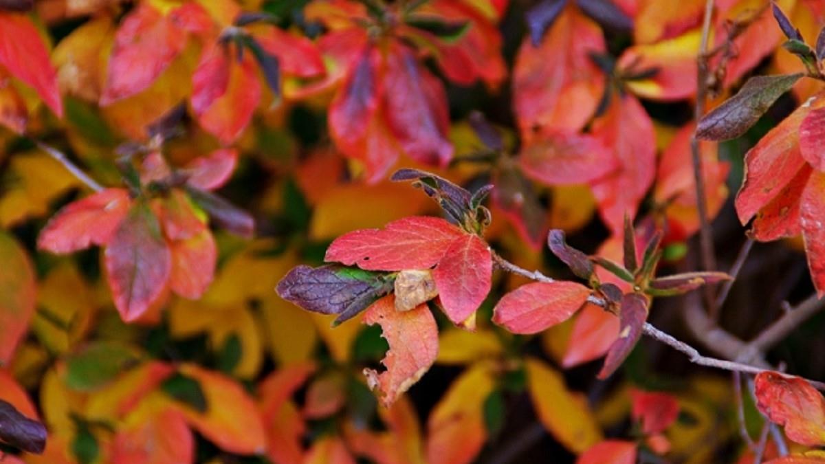 九九極陽吉能旺！ 12星座轉開運 屬牛財運穩、屬鼠有貴人