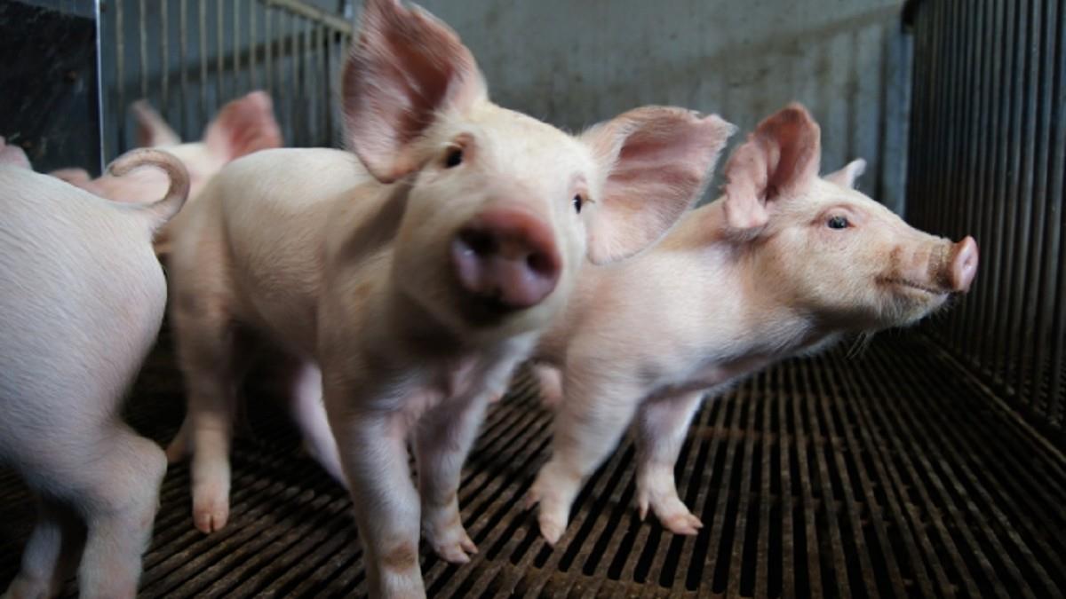 禁宰運沒豬肉！ 全台停業名店一次看