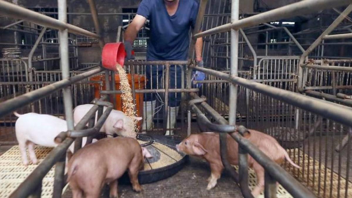 非洲豬瘟中央疫調出爐！ 疑似病毒來源曝光