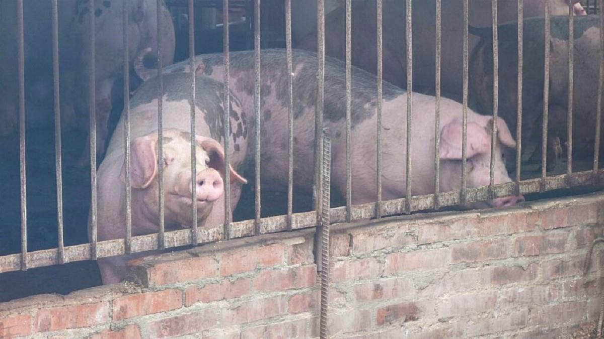 禁宰運何時解封？ 卓榮泰：明天開會決定