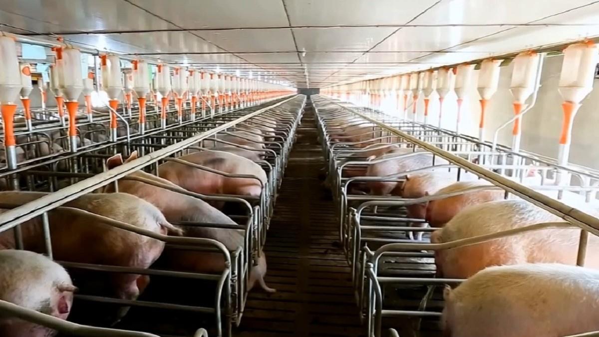 非洲豬瘟處理失當 台中市政府懲處出爐