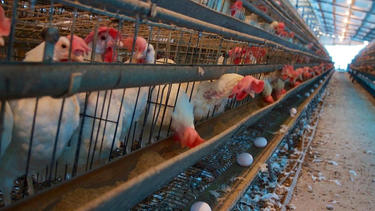 毒蛋風波延燒 專家詳解「C」編號含義！母雞處境曝光