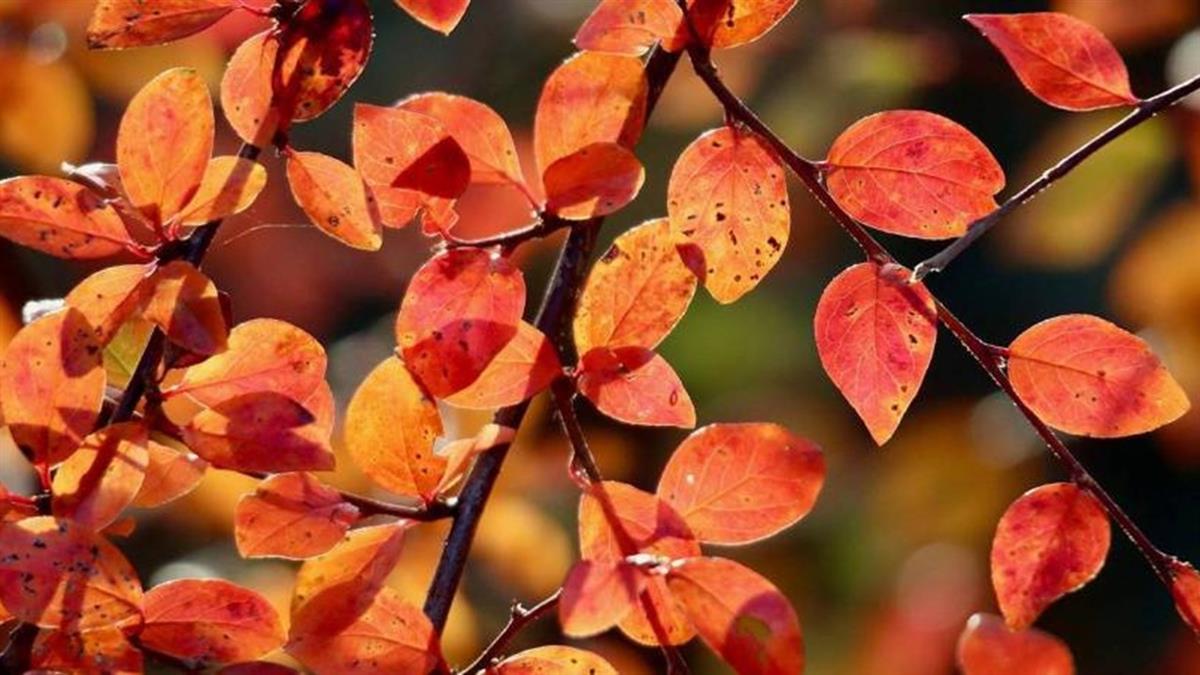 下週星座運勢搶先看！ 水瓶職場新氣象 天蠍易舊情復燃